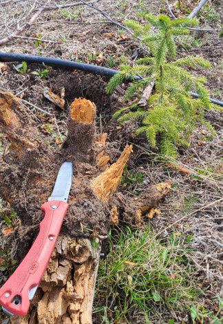 A Christmas tree seedling planted next to an old stump infected with Armillaria.